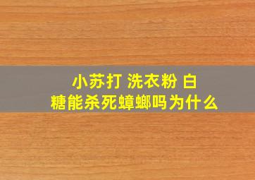 小苏打 洗衣粉 白糖能杀死蟑螂吗为什么